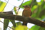 Amazonian Antshrike